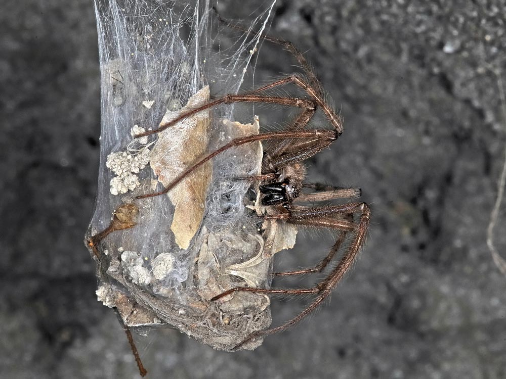 Tegenaria parietina - Borrello (CH)